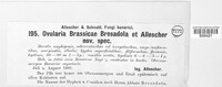 Ovularia brassicae image